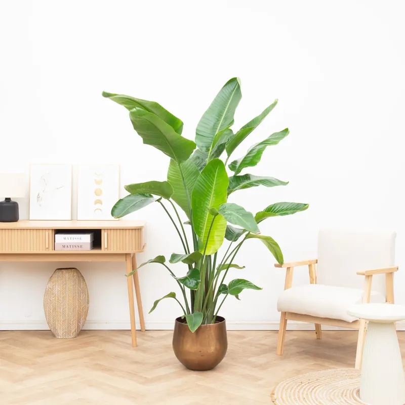 Nu beschikbaar | Strelitzia Nicolai - 200cm