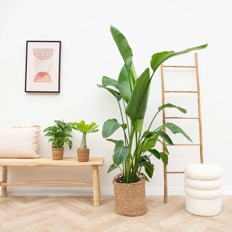 Laatste stuks | Appartement groot plantenpakket inclusief manden