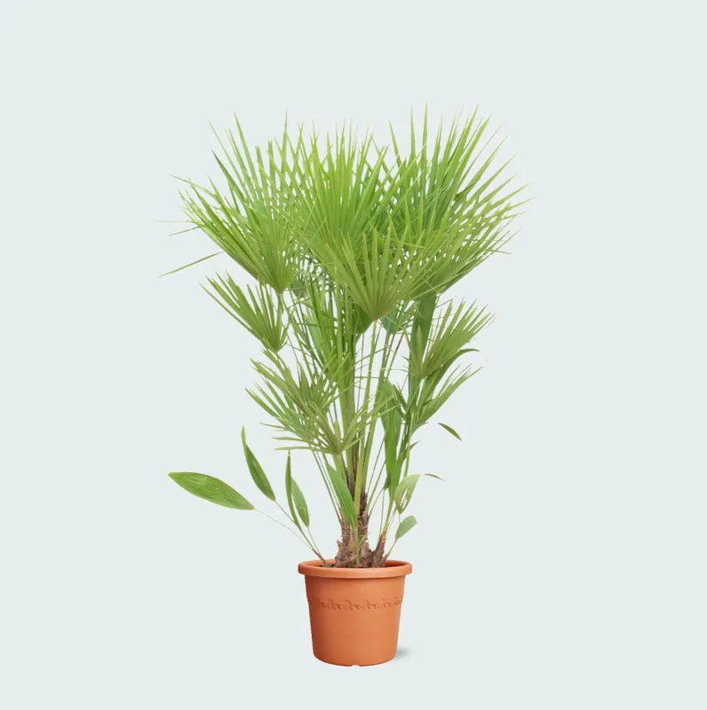 Chamaerops humilis - 170cm | Professionele kwaliteit