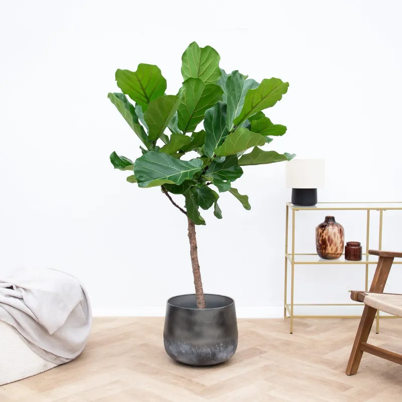 Ficus Lyrata boom - 150cm | Online bestelbaar