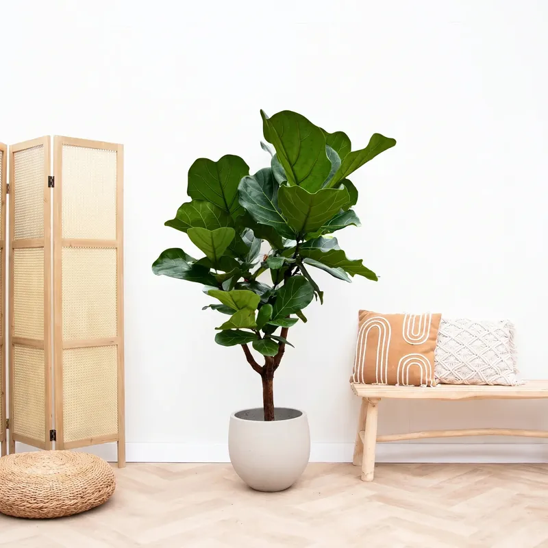 Ficus Lyrata vertakt - 120cm | Scherpe prijs