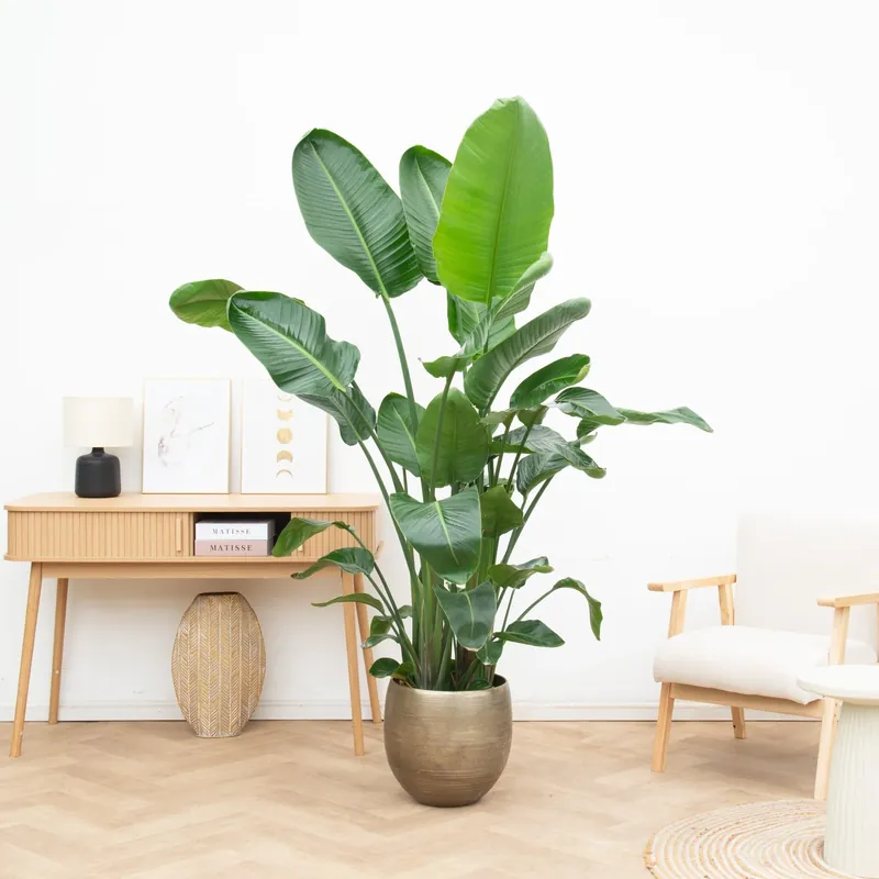 Strelitzia Nicolai XL - 225cm - Direct leverbaar