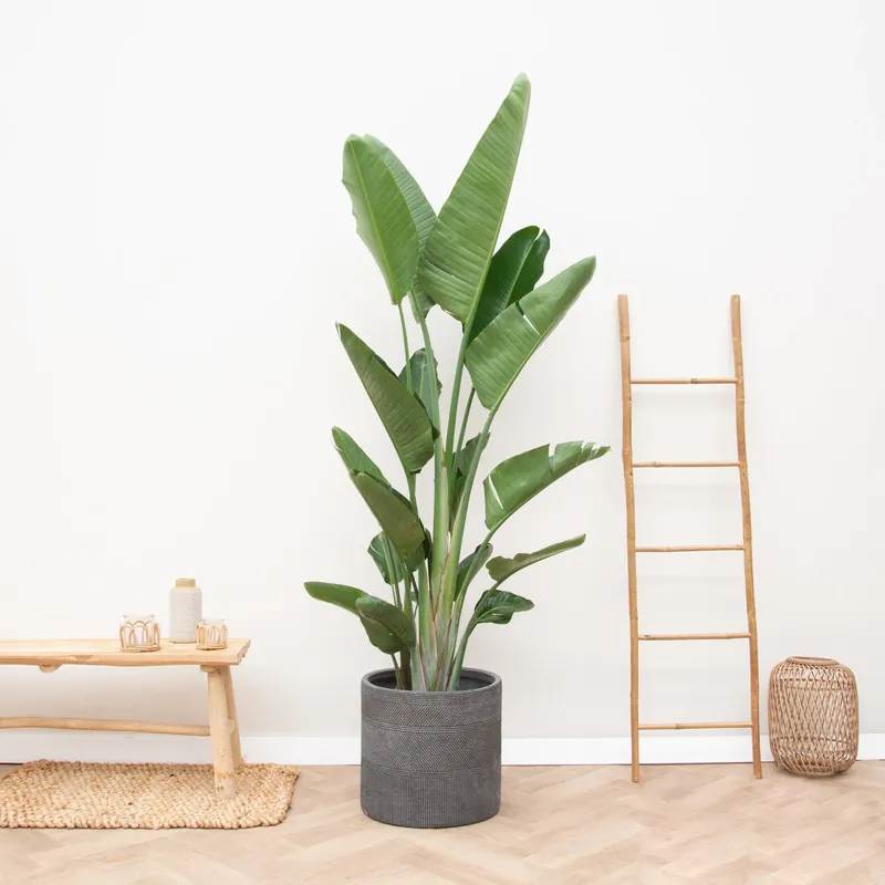 Hoge kwaliteit - Strelitzia Augusta multi stam XXL - 225cm