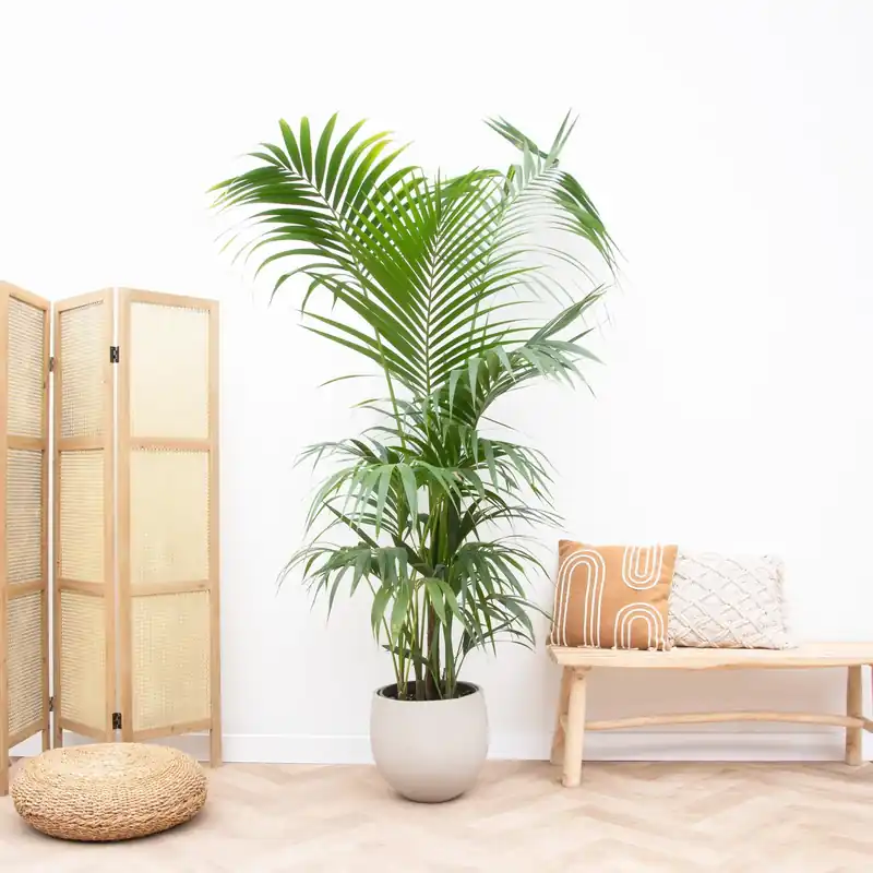 Kentia Palm XXL - 220cm | Online kopen