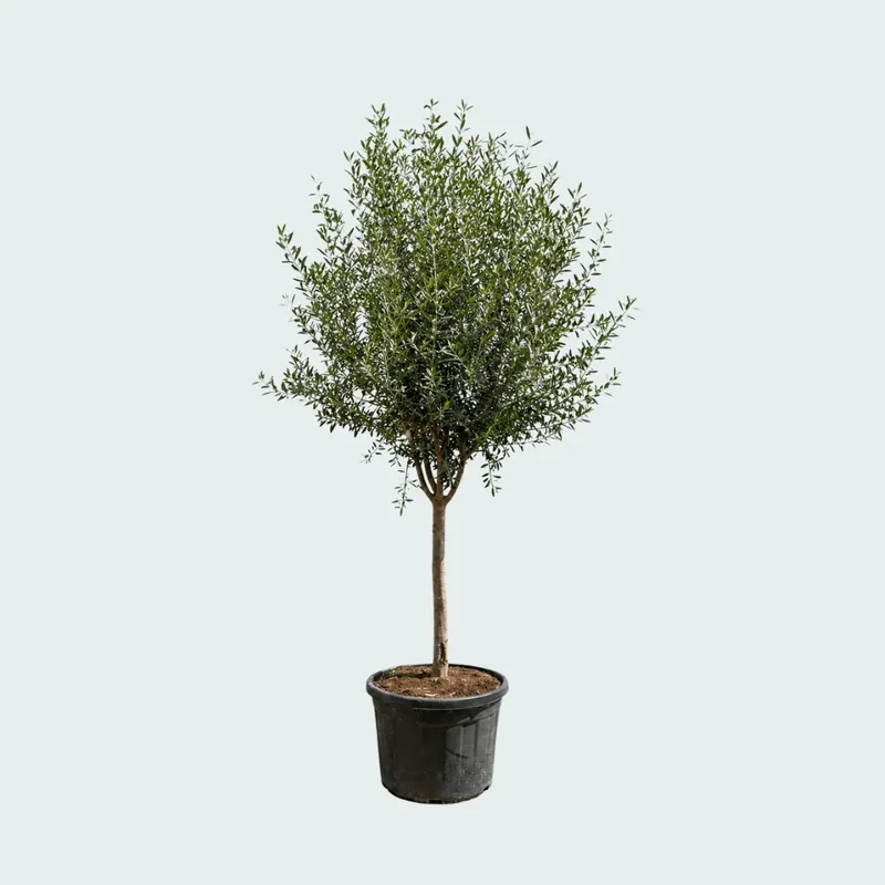Olijfboom Olea Europaea Cultivo - 230cm / stamomtrek 20-25cm | Extra korting
