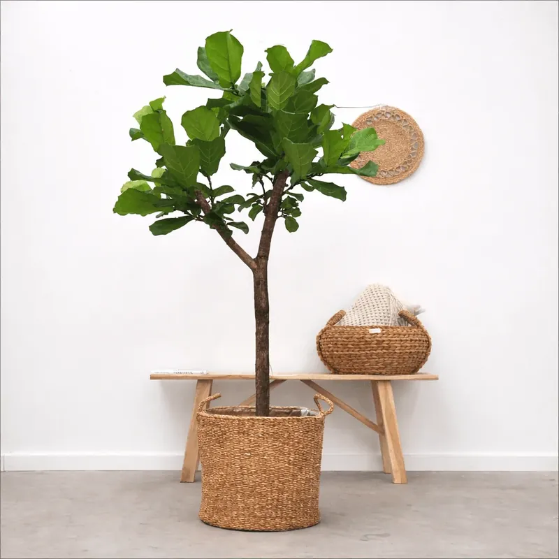 Vanaf nu beschikbaar - Ficus Lyrata boom XL - 170cm