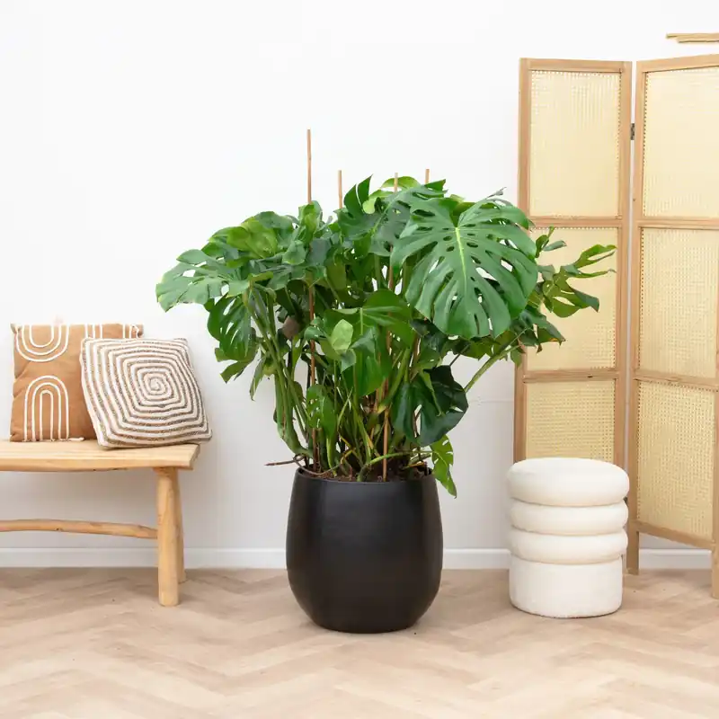 Topprijs | Monstera Deliciosa - 120cm