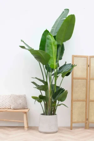 Veilige betaling - Strelitzia Nicolai XXL - 250cm