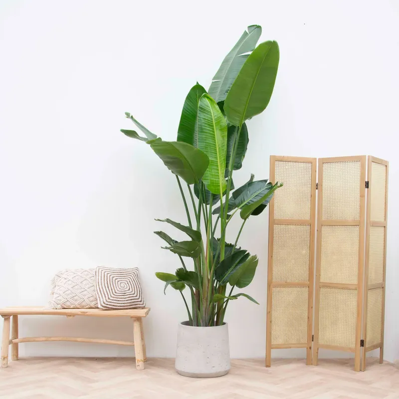 Veilige betaling - Strelitzia Nicolai XXL - 250cm