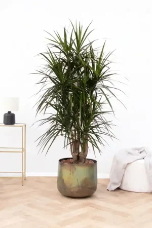 Verlaagde prijs | Dracaena Marginata vertakt - 160cm