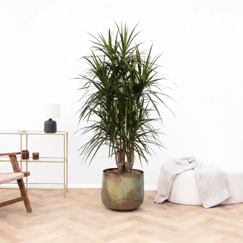 Verlaagde prijs | Dracaena Marginata vertakt - 160cm