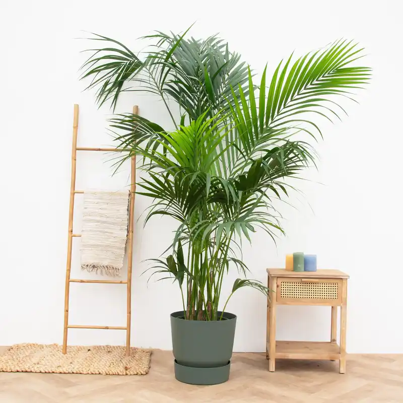 Kentia Palm XXL - 250cm - Op = op