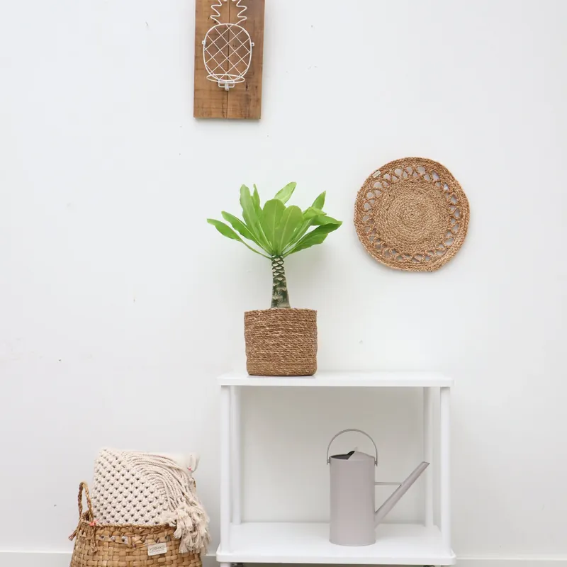 Brighamia insignis ‘Hawaii Palm‘ - 25cm inclusief mand Scott | Veel voordeel