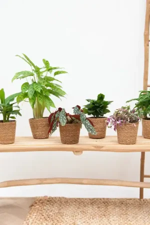 Verrassingsbox - 6 planten - Bespaar meer