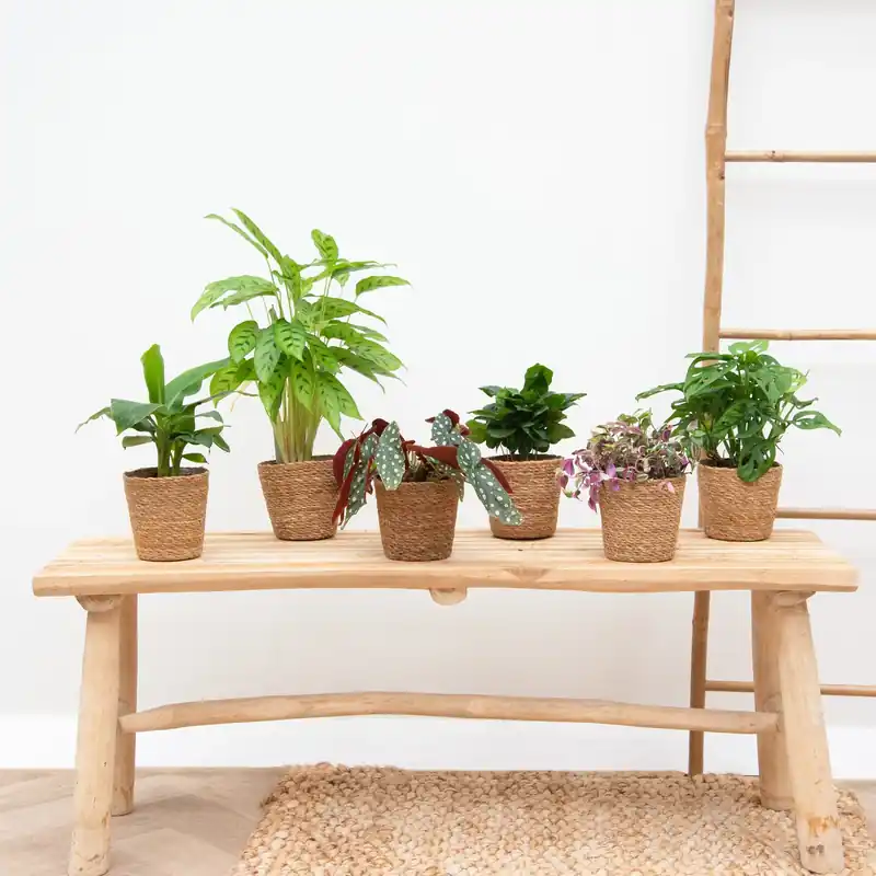 Verrassingsbox - 6 planten - Bespaar meer