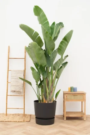 Voordeelprijs | Strelitzia Augusta multistam de luxe XXL - 250cm