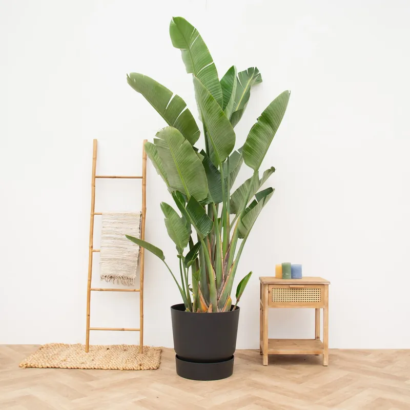 Voordeelprijs | Strelitzia Augusta multistam de luxe XXL - 250cm