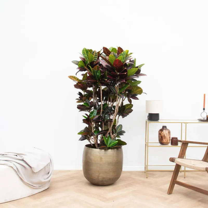 Veel voordeel - Codiaeum Petra - 170cm