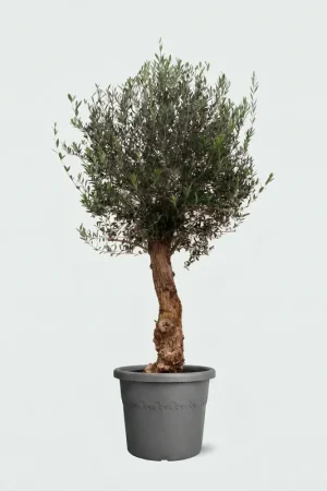 Voeg toe aan winkelwagen | Olijfboom Olea Europaea Bonsai - 200cm / stamomtrek 45-60cm