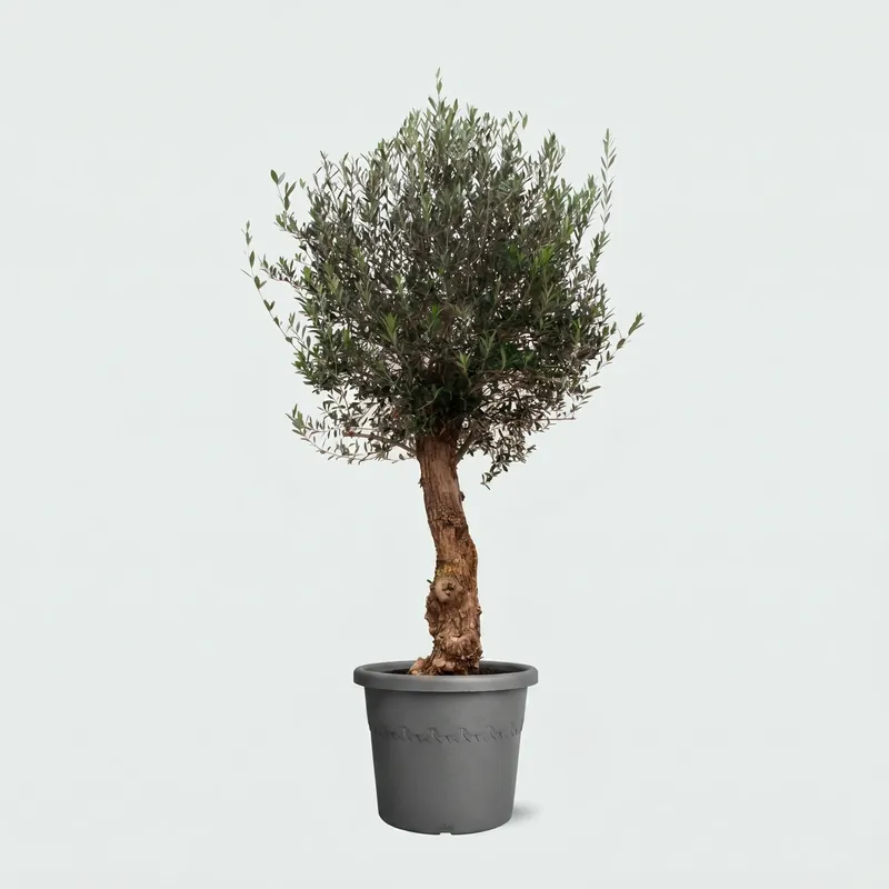 Voeg toe aan winkelwagen | Olijfboom Olea Europaea Bonsai - 200cm / stamomtrek 45-60cm