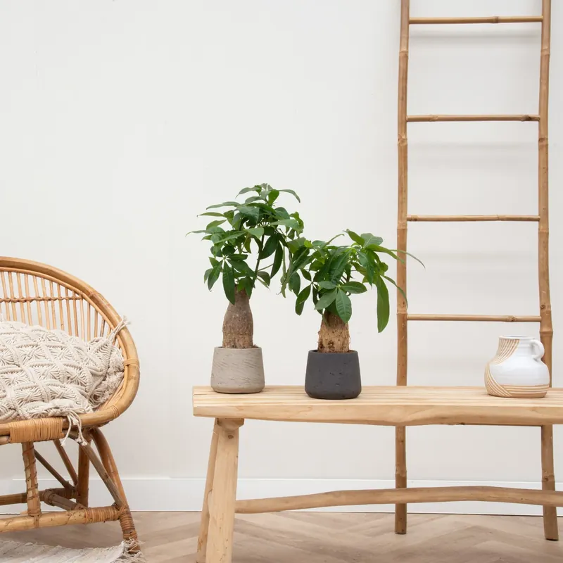 Rechtstreeks van de fabrikant | Combi deal 2x Wout S - 30cm