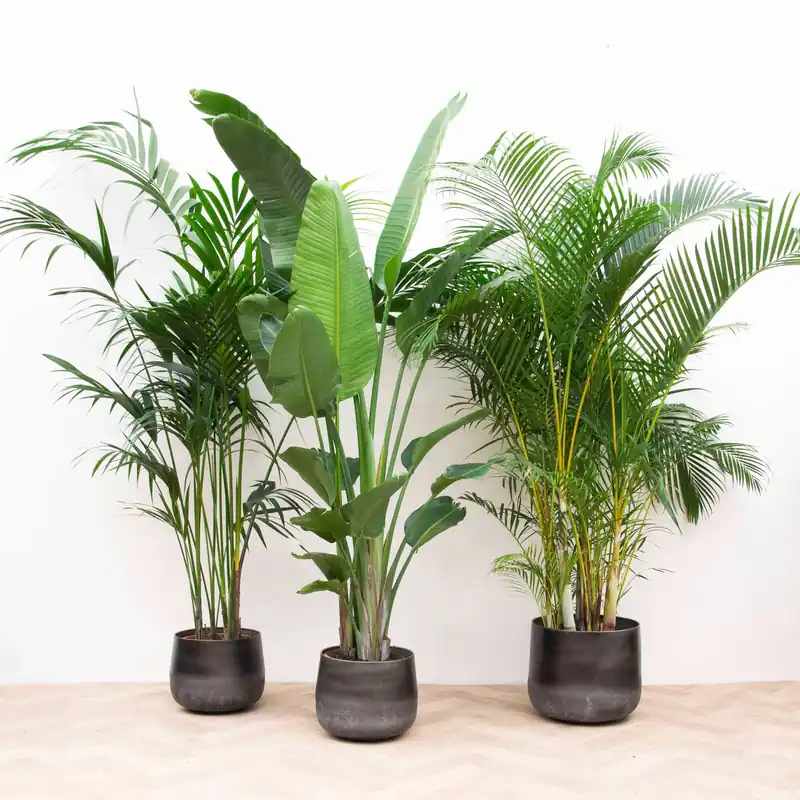 Combi deal XXL - Kentia, Strelitzia Augusta multi stam, Areca - 200-225cm | Bestseller