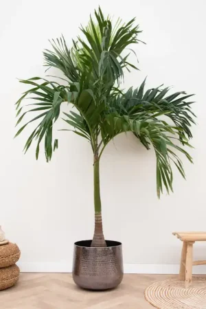 Veitchia Merrillii - 210cm | Klaar voor verzending