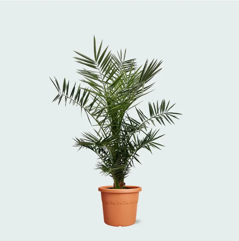 Phoenix Canariensis - 130cm | Speciale aanbieding