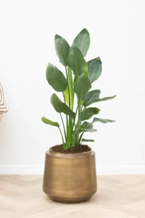 Aanbieding loopt bijna af | Strelitzia Reginae - 100cm