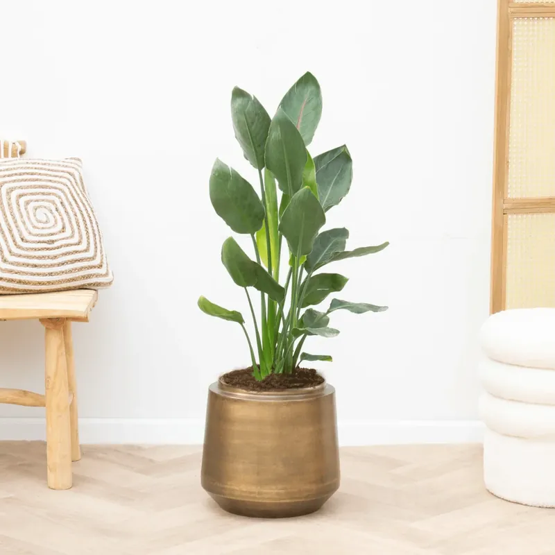 Aanbieding loopt bijna af | Strelitzia Reginae - 100cm