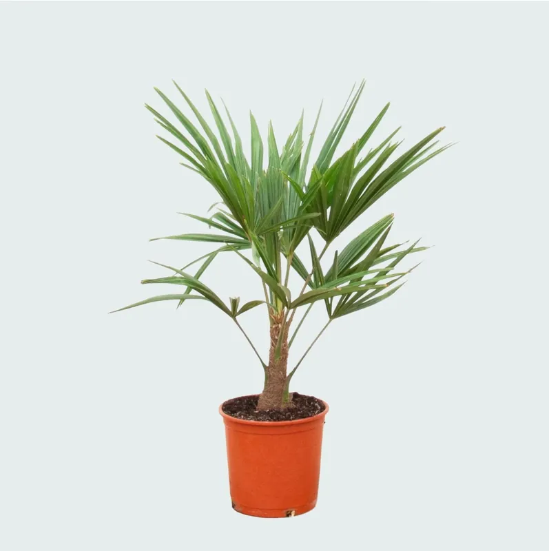 Trachycarpus Fortunei - 85cm | Voorraad bijna op