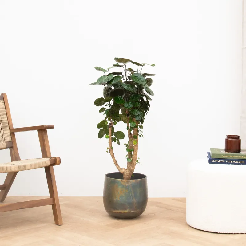 Polyscias Fabian - 65cm | Actieprijs