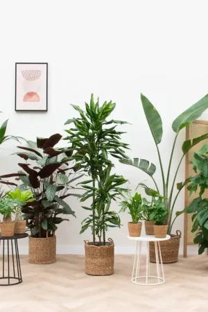 Vrijstaand huis plantenpakket inclusief manden | Makkelijk bestellen