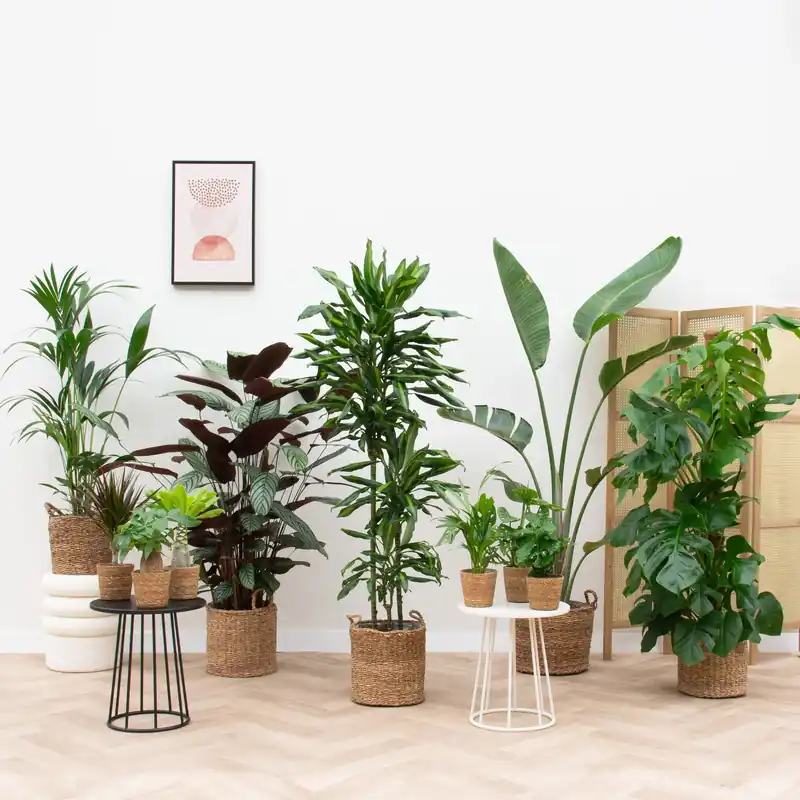 Vrijstaand huis plantenpakket inclusief manden | Makkelijk bestellen