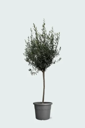 Actie | Olea Europaea op stam - 160cm