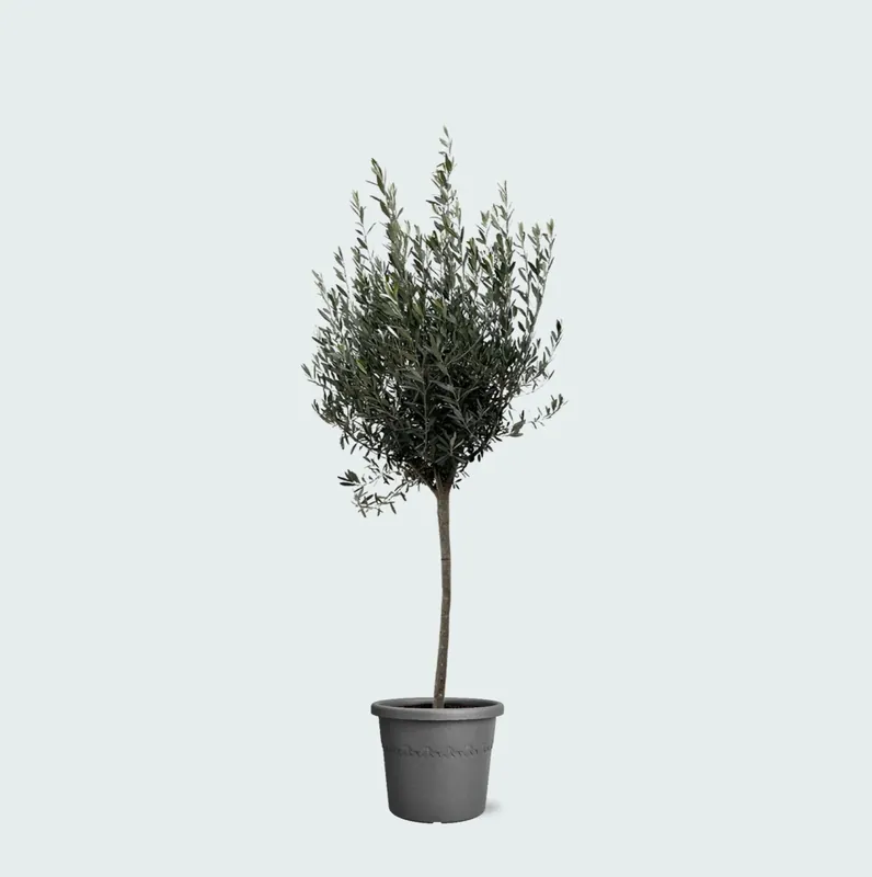 Actie | Olea Europaea op stam - 160cm