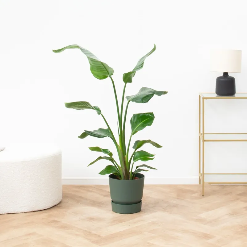 Strelitzia Nicolai - 100cm | Aanbieding