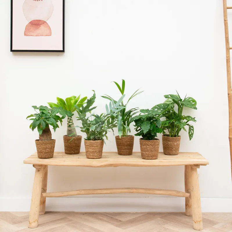 Veel gevraagd - Studio plantenpakket