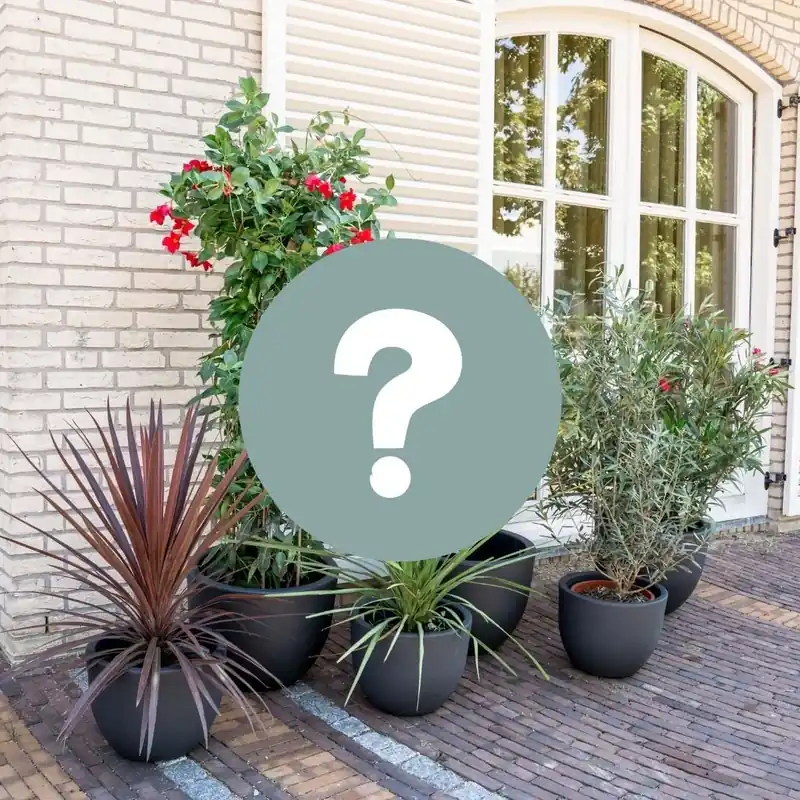 Mediterraan verrassingspakket XL - 5 buitenplanten | Uitverkoop
