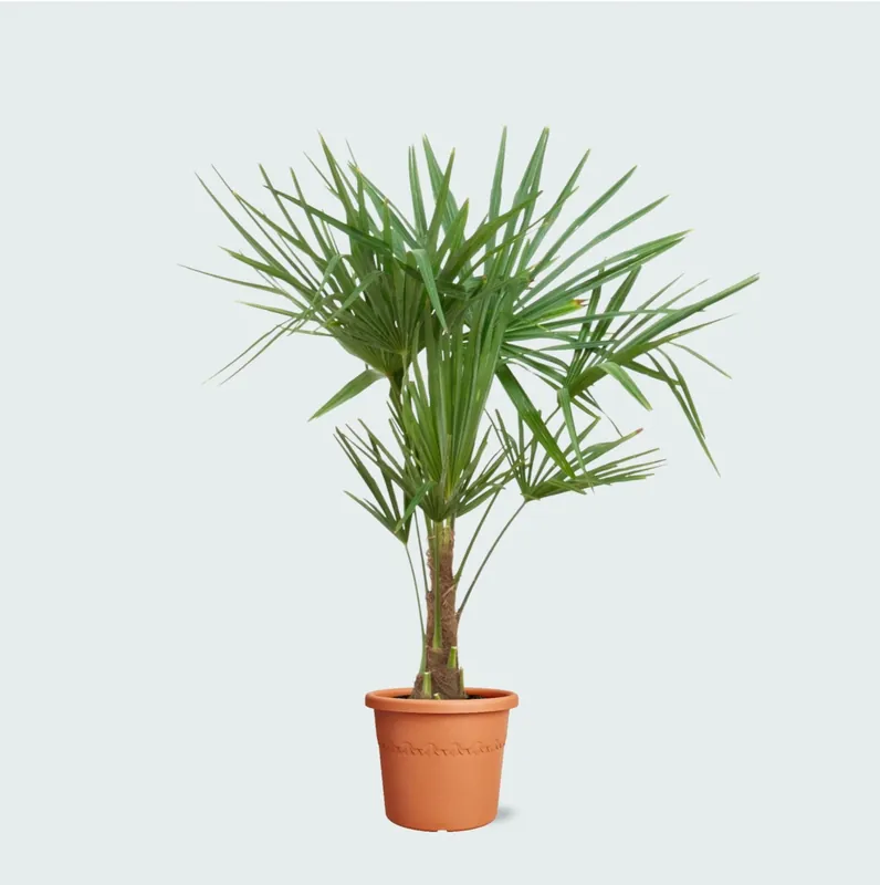 Trachycarpus Fortunei - 120cm - Laatste stuks