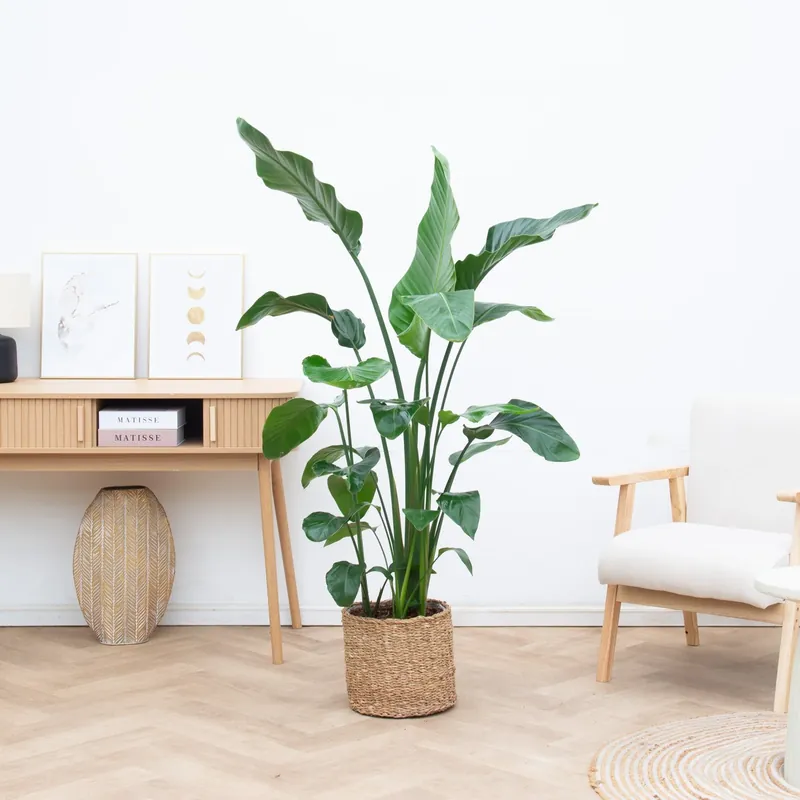 Bestseller - Strelitzia Nicolai - 150cm