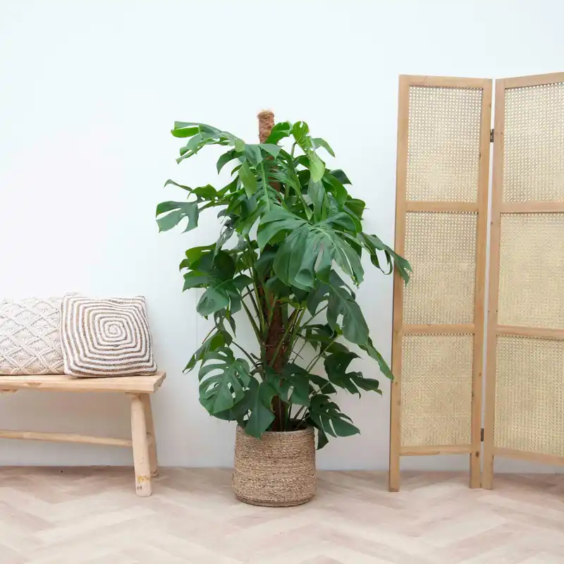 Net binnen | Monstera Deliciosa XXL - 140cm