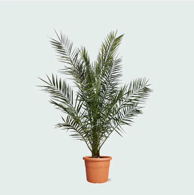 Speciale deal - Phoenix Canariensis - 170cm