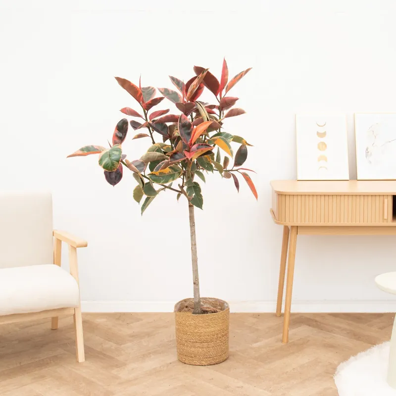 Bespaar nu | Ficus Elastica Belize op stam - 130cm