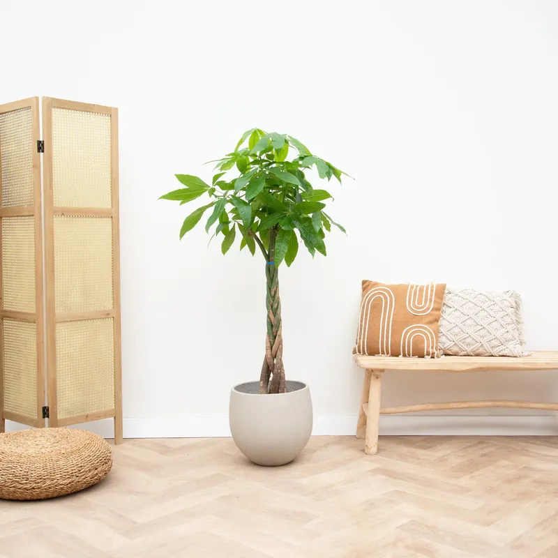 Pachira aquatica - 100cm - Extra voordeel