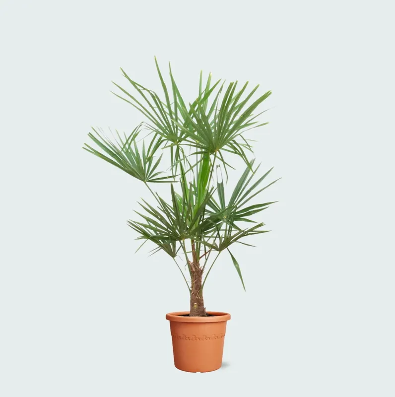 Trachycarpus Fortunei - 160cm | Topprijs