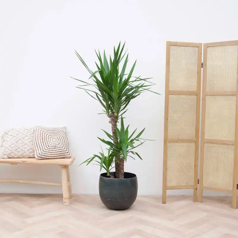 Nu beschikbaar | Yucca Elephantipes - 140cm