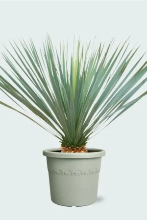 Yucca Rostrata - 70cm - Goed beoordeeld