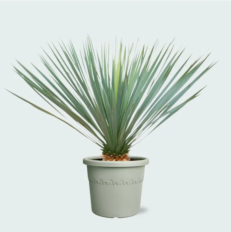 Yucca Rostrata - 70cm - Goed beoordeeld