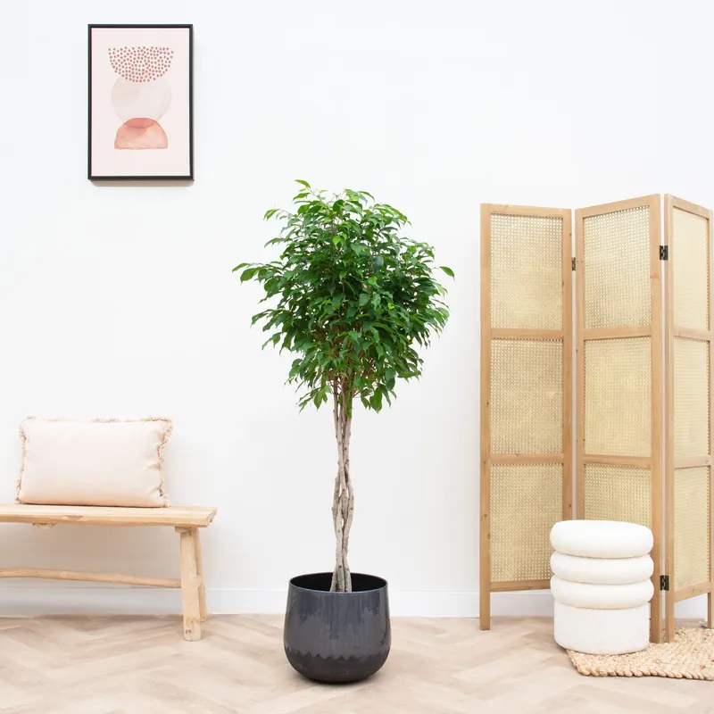 Ficus Benjamina gevlochten stam - 130cm | Nieuw gelanceerd